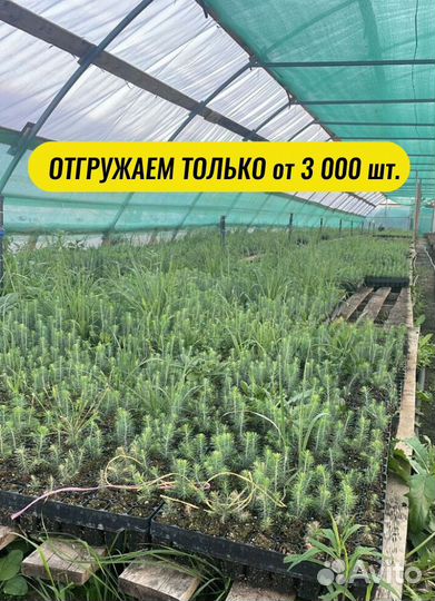 Саженцы ели окс от производителя