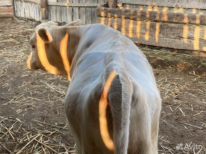 Бык. Чистый сементал