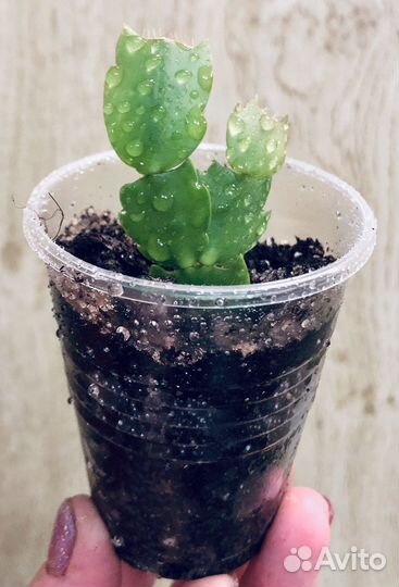 Декабрист шлюмбергера (белый)