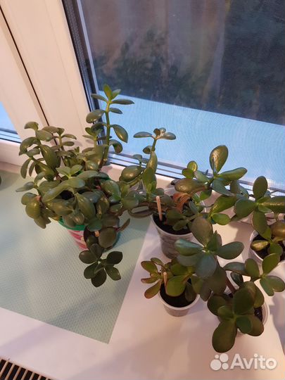 Денежное дерево (Толстянка)