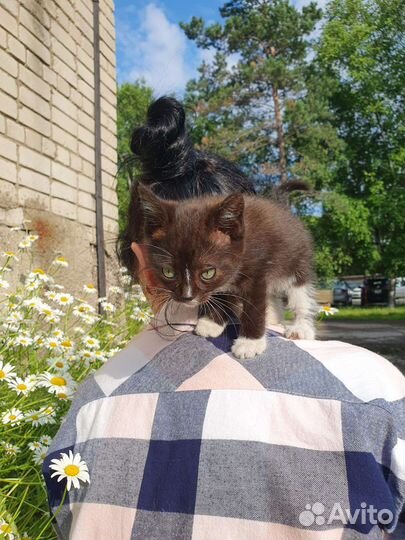 Кошка в дар