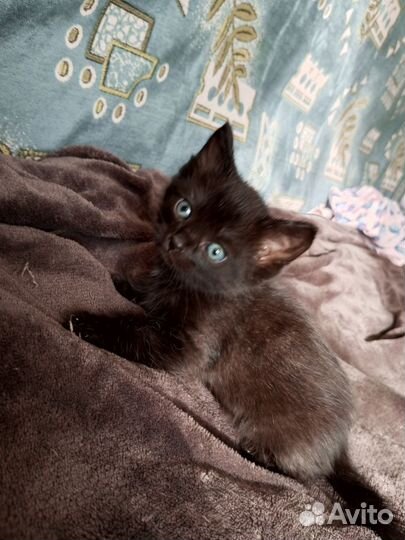 Черный котенок в добрые руки