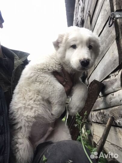 Среднеазиатская овчарка алабай щенки