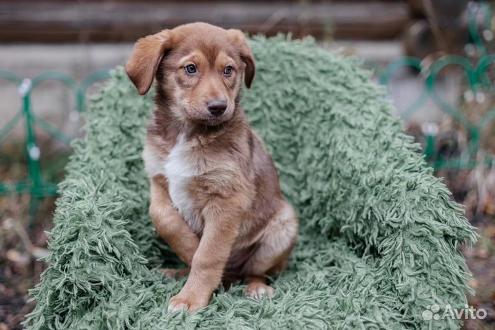 Щенок мальчик
