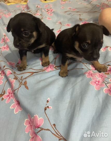 Щенки чихуахуа