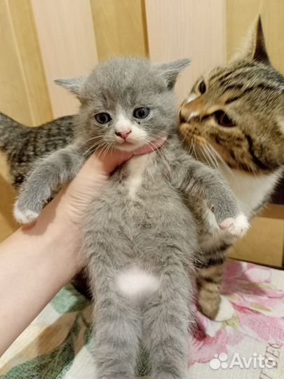 Котята мальчики