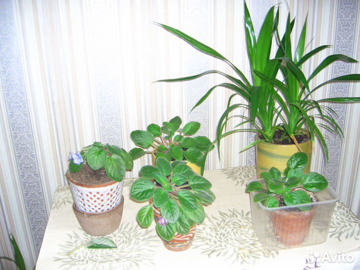 Цветы фиалки и пальмы