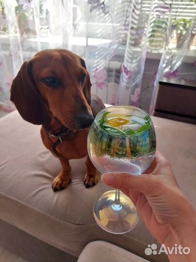 Собака для вязки