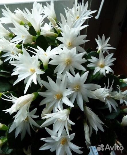 Декабристы Шлюмбергеры Рипсалидопсисы