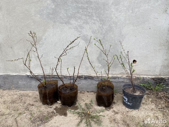 Лапчатка желтая