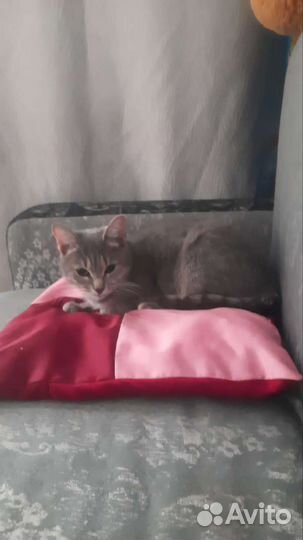 Славная кошечка в Добрую семью