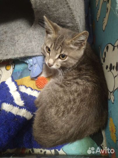 Кошка Лиза