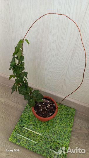 Плющ комнатный