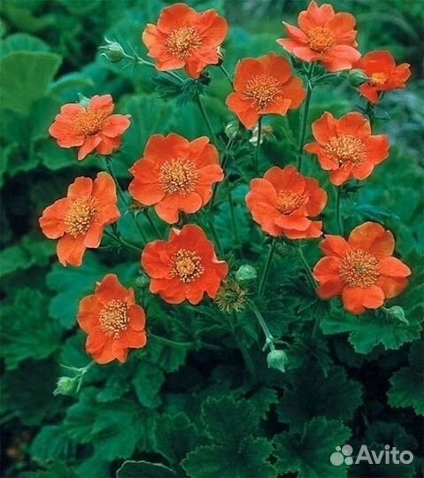 Цветы многолетники