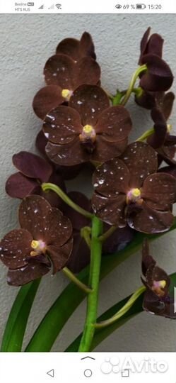 Орхидея ванда