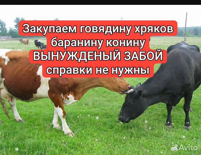 Закупка мяса