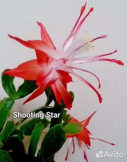 Шлюмбергеры сортовые 4