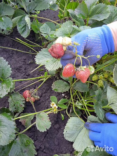 Рассада ремонтантной клубники