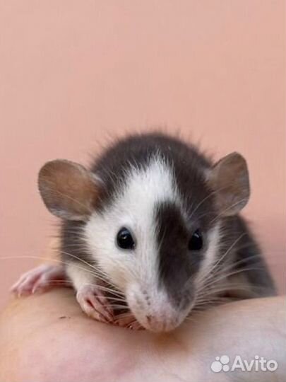 Крысята дамбо хаски, одноцветные и капюшоновые