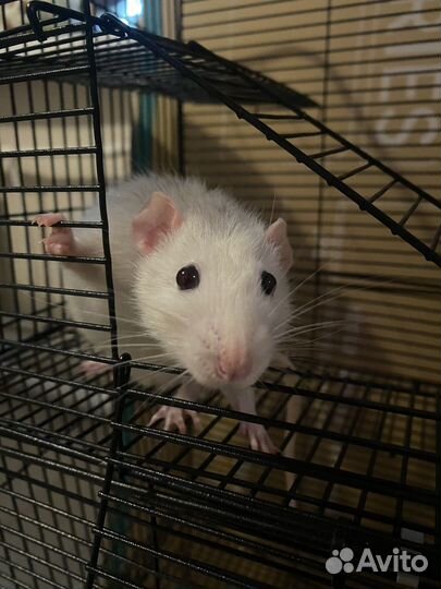 Крысы дамбо