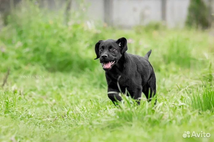 Щенки лабрадора
