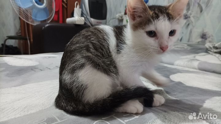 Котенок мальчик в добрые руки