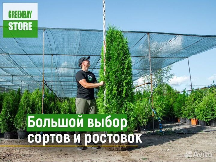 Туя брабант 120 см свежая копка 2023