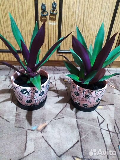 Комнатные растения цветы