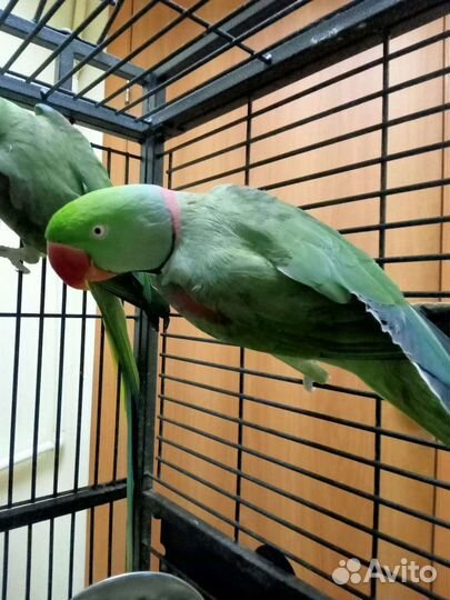 Александрийский попугай