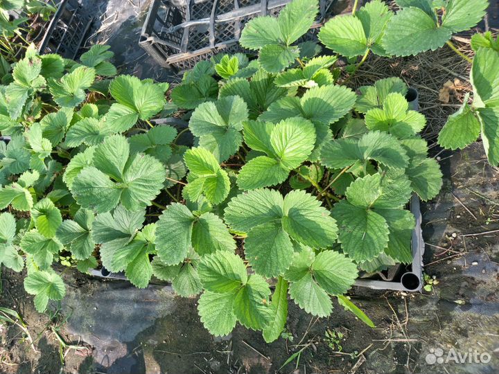 Рассада клубники и смородины