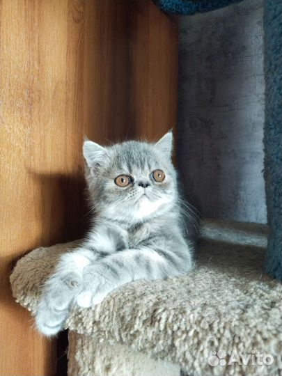 Персидская кошечка
