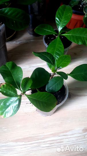 Гардения жасминовидная