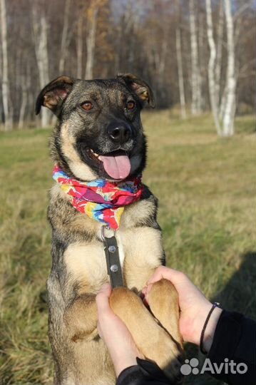 Никому ненужный пес