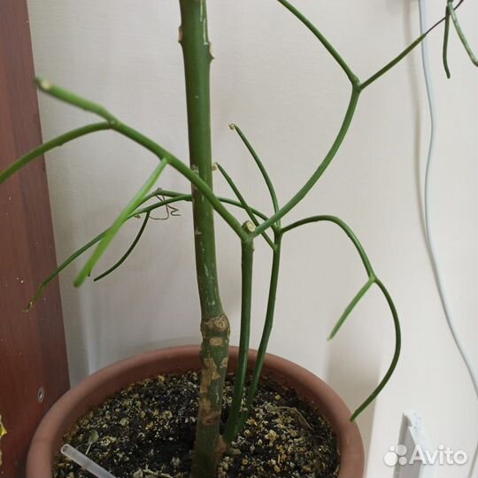 Молочай Тирукалли