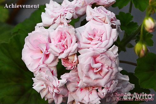 Герань пеларгония