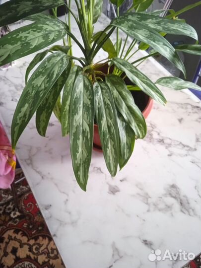 Комнатные домашние растения