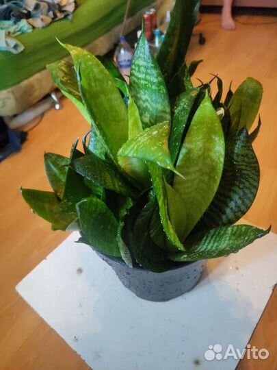 Сансевиерия