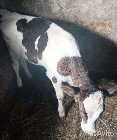 Бычки и телята