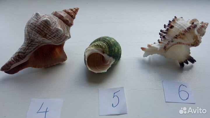 Морские ракушки раковины