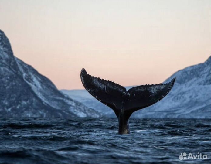 Тур из Кировска в Териберку на весь день