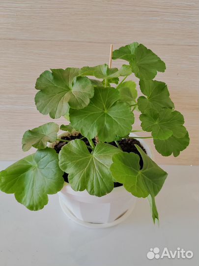 Герань пеларгония