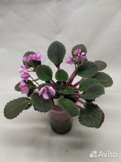 Фиалки мини и п/мини зарубежной селекции