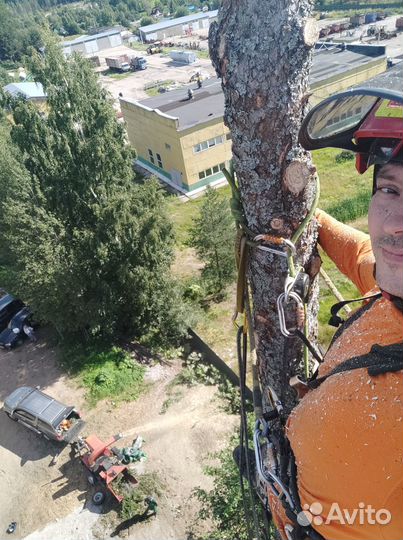 Спил обрезка деревьев. Расчистка участка. Бюджетно