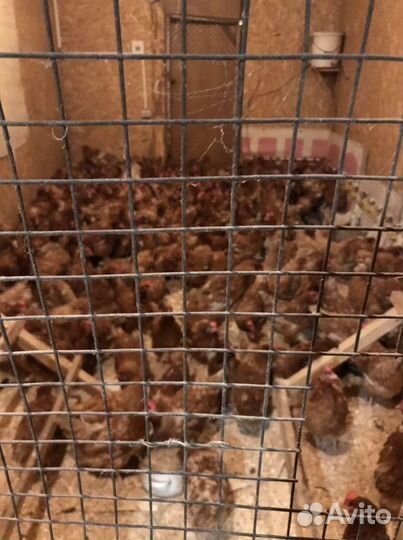 Куры несушки Ломан Браун