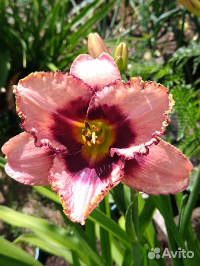 Набор из трёх сортовых лилейников