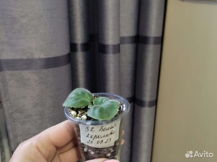 Укоренённый лист фиалки с детками