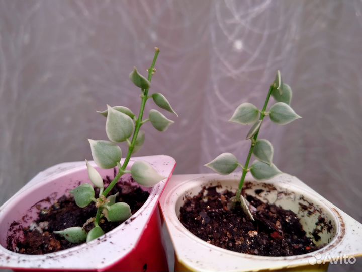 Дисхидии, церопегия