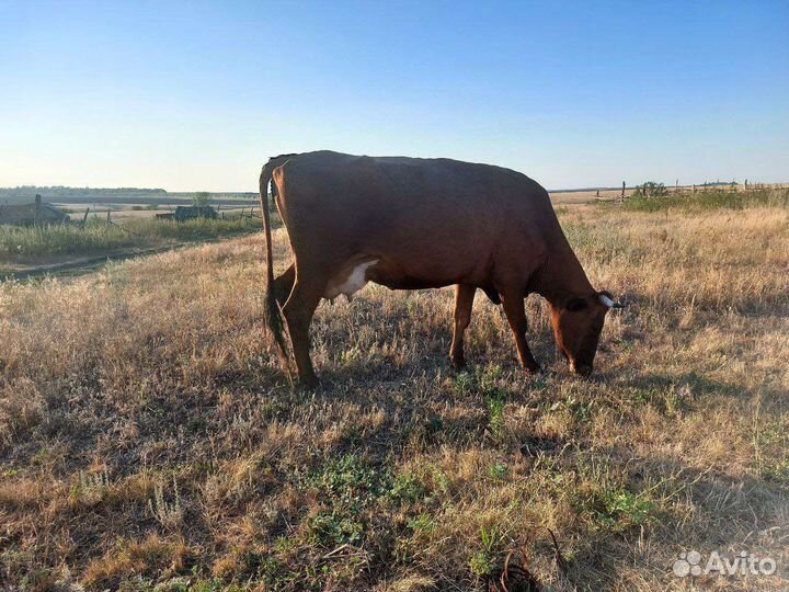 Корова стельная дойная