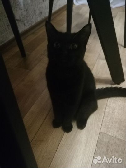 Котёнок Яшка