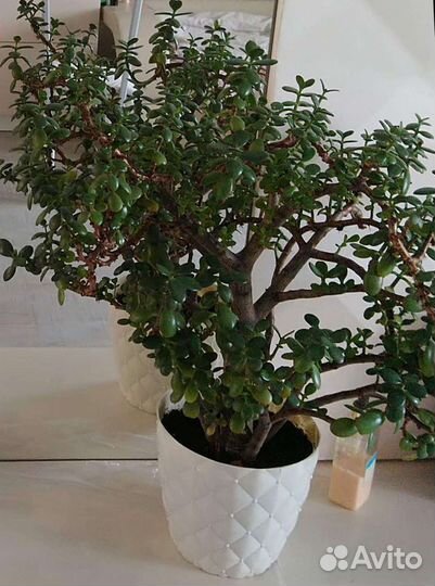 Лучший подарок - Денежное дерево (крассула, толс